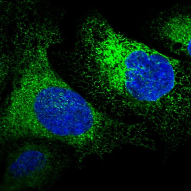 RCN1 Antibody in Immunocytochemistry (ICC/IF)