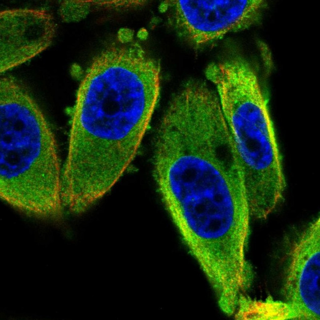 ISCU Antibody in Immunocytochemistry (ICC/IF)