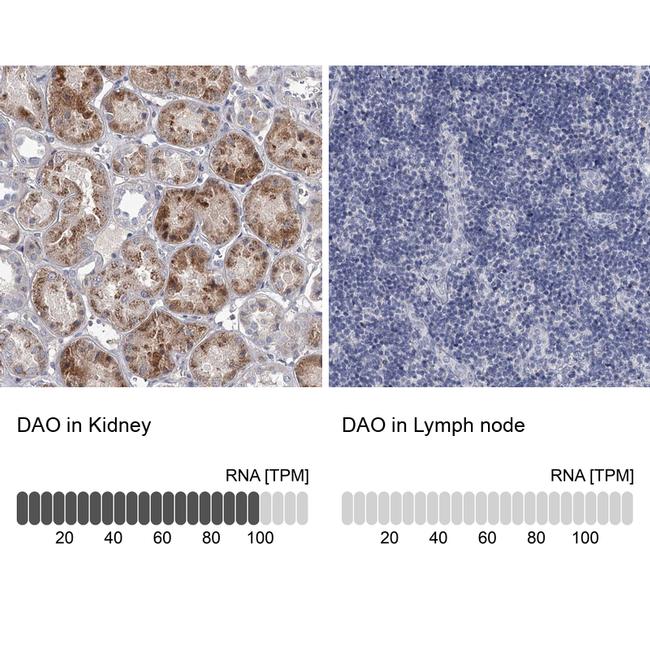 DAO Antibody in Immunohistochemistry (IHC)