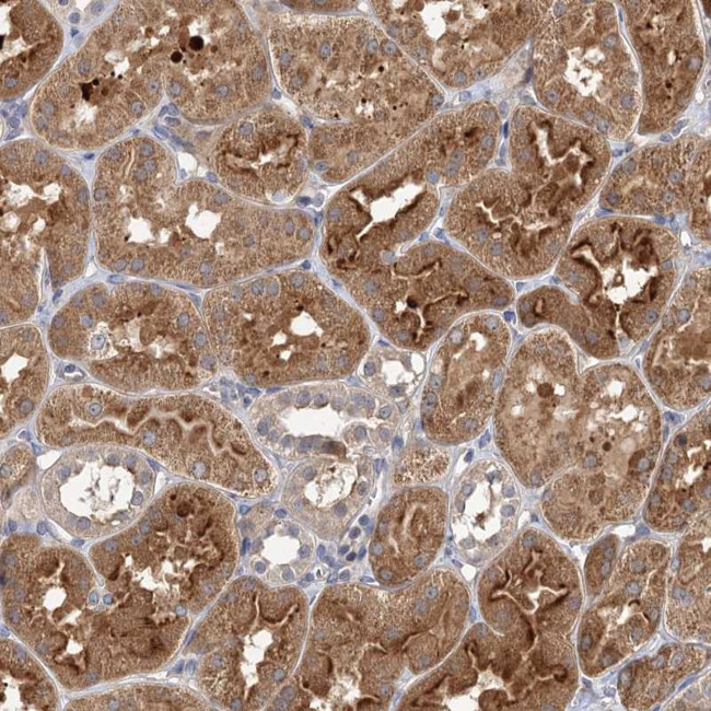 FBXW8 Antibody in Immunohistochemistry (Paraffin) (IHC (P))