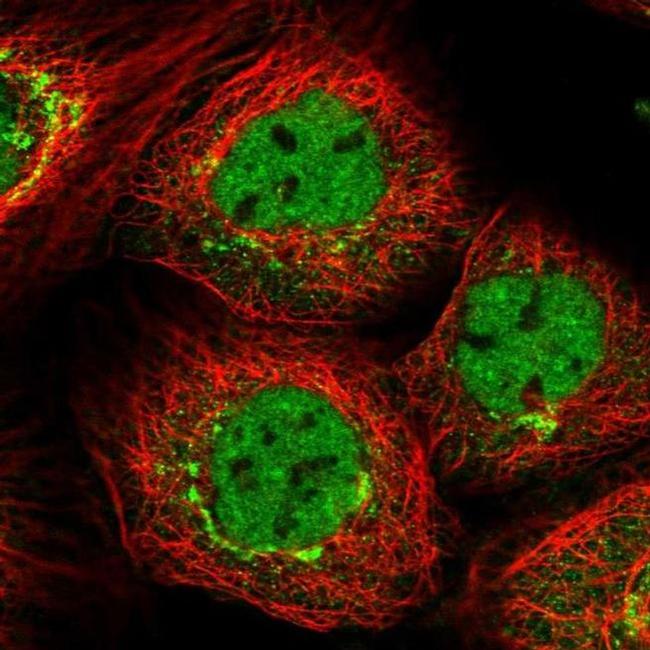 PPHLN1 Antibody in Immunocytochemistry (ICC/IF)