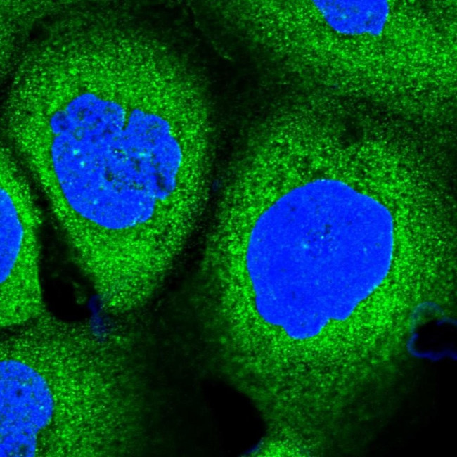 PACS1 Antibody in Immunocytochemistry (ICC/IF)