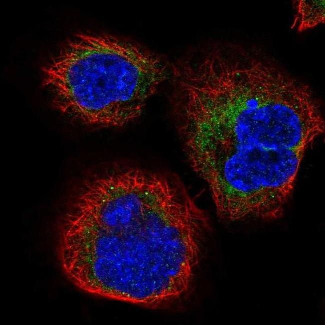 SERP1 Antibody in Immunocytochemistry (ICC/IF)