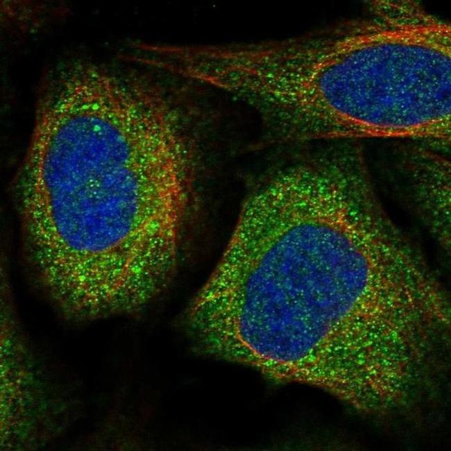 VPS11 Antibody in Immunocytochemistry (ICC/IF)