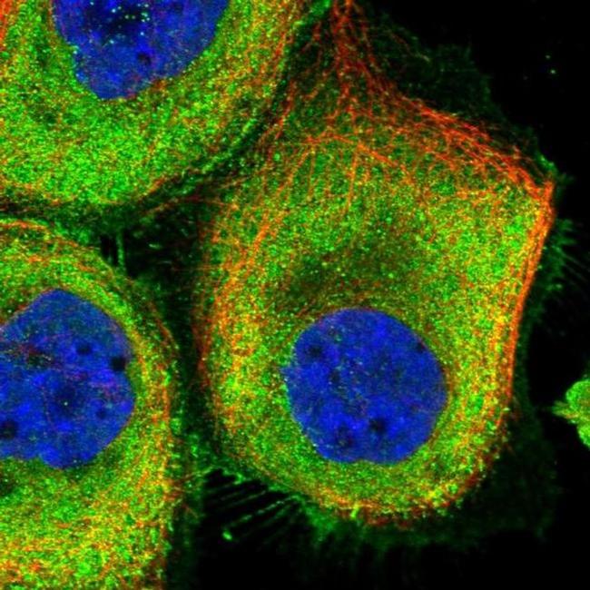 GADL1 Antibody in Immunocytochemistry (ICC/IF)