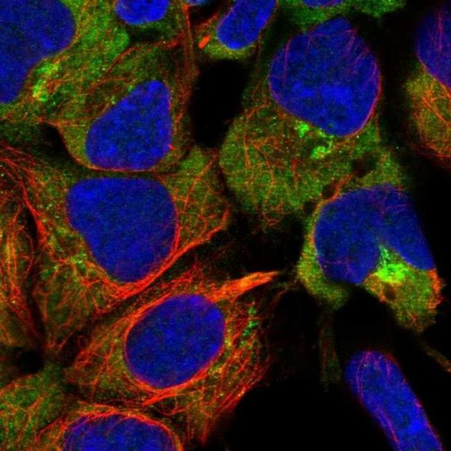 UNC45A Antibody in Immunocytochemistry (ICC/IF)