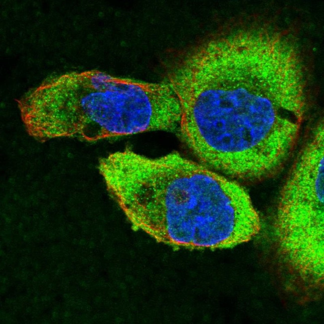 Spectrin beta-3 Antibody in Immunocytochemistry (ICC/IF)