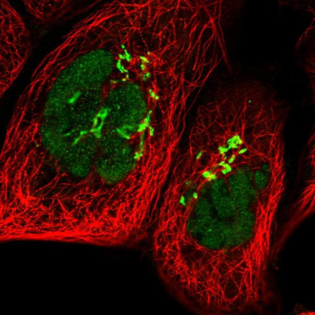 POLR1D Antibody in Immunocytochemistry (ICC/IF)