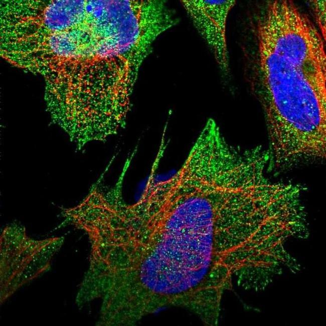 RAPSN Antibody in Immunocytochemistry (ICC/IF)