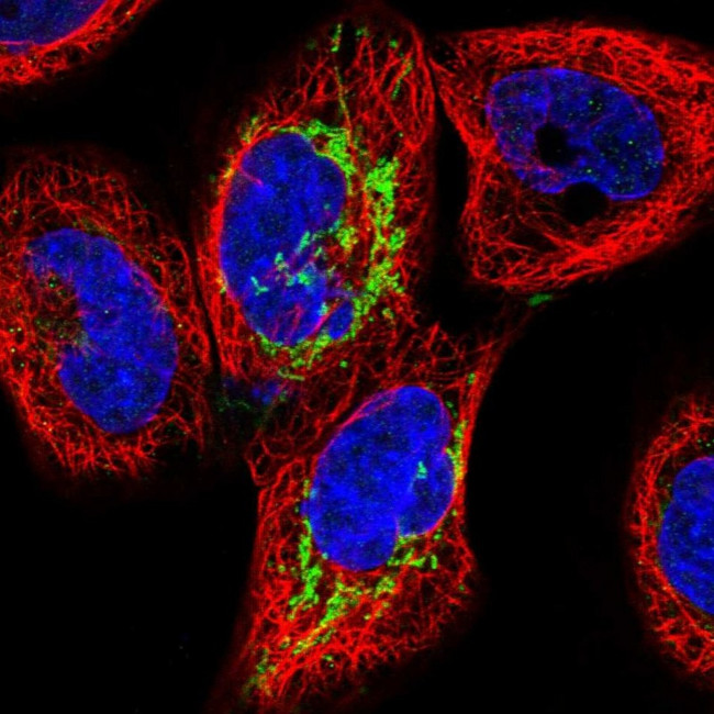 ALDH1L2 Antibody in Immunocytochemistry (ICC/IF)