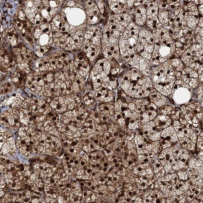 TRIM23 Antibody in Immunohistochemistry (IHC)