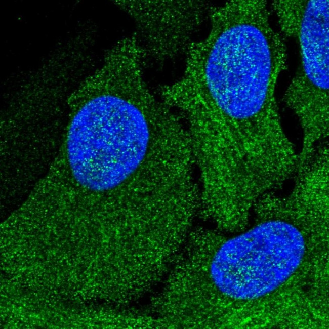 AMDHD1 Antibody in Immunocytochemistry (ICC/IF)