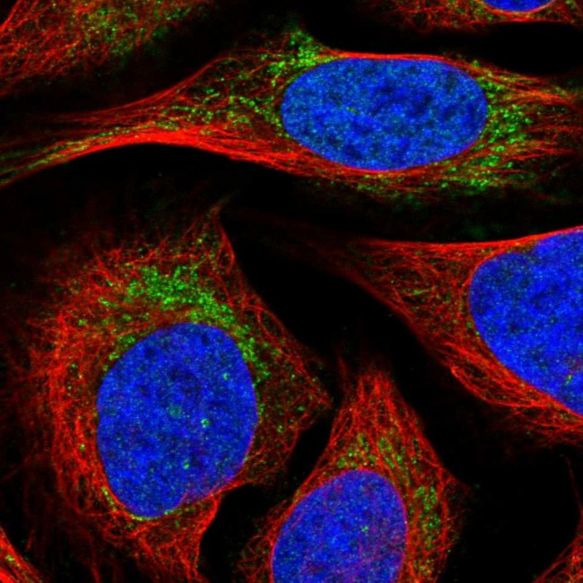 MTIF3 Antibody in Immunocytochemistry (ICC/IF)