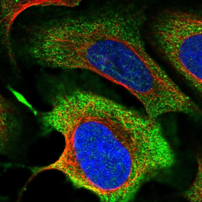 MICALCL Antibody in Immunocytochemistry (ICC/IF)