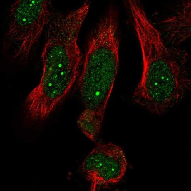 MED19 Antibody in Immunocytochemistry (ICC/IF)