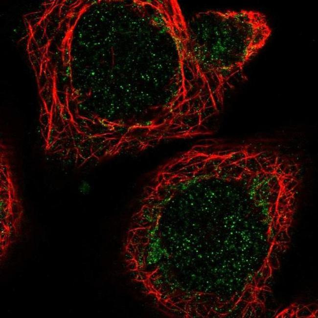 MRPL51 Antibody in Immunocytochemistry (ICC/IF)