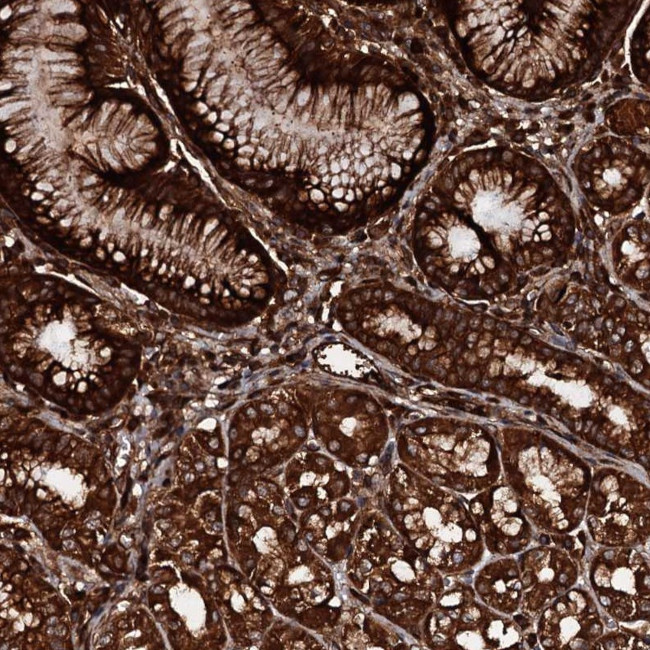 Pallidin Antibody in Immunohistochemistry (Paraffin) (IHC (P))