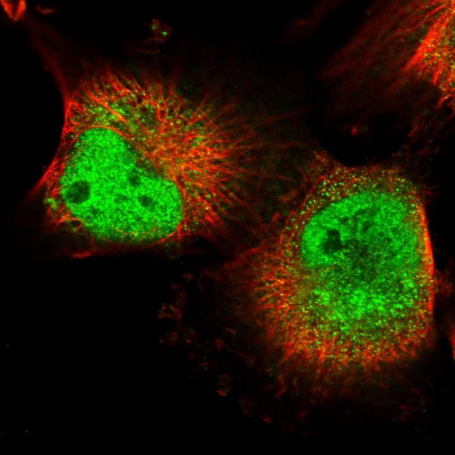 MPP8 Antibody in Immunocytochemistry (ICC/IF)