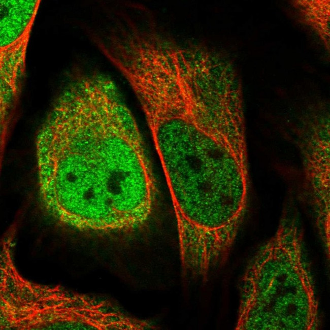 WDR61 Antibody in Immunocytochemistry (ICC/IF)