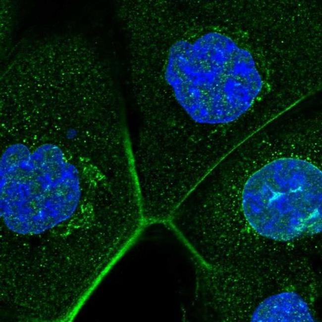 ZC3H13 Antibody in Immunocytochemistry (ICC/IF)