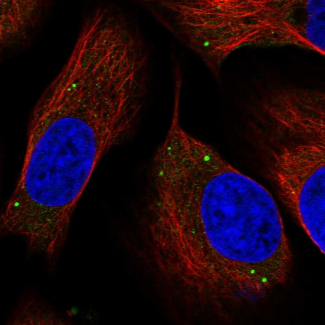 TMEM181 Antibody in Immunocytochemistry (ICC/IF)