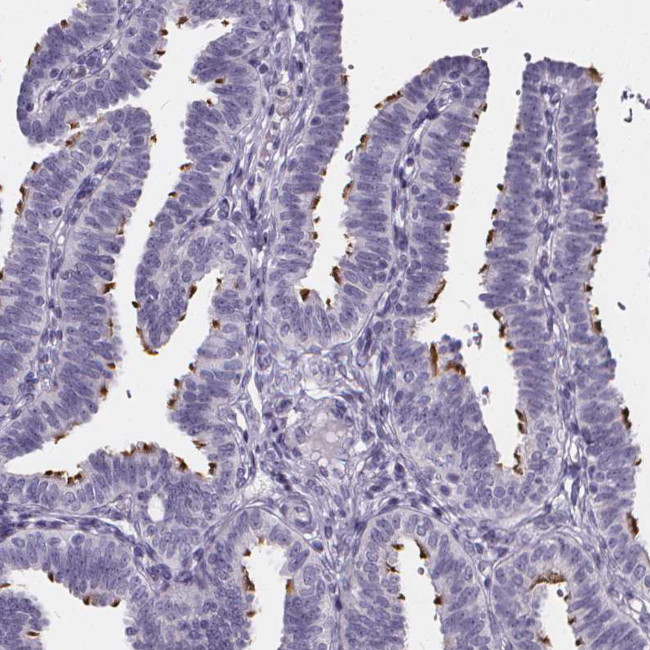 SPEF2 Antibody in Immunohistochemistry (Paraffin) (IHC (P))