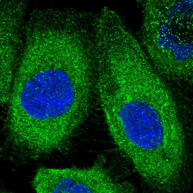 KLC2 Antibody in Immunocytochemistry (ICC/IF)