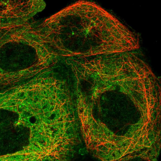 JLP Antibody in Immunocytochemistry (ICC/IF)