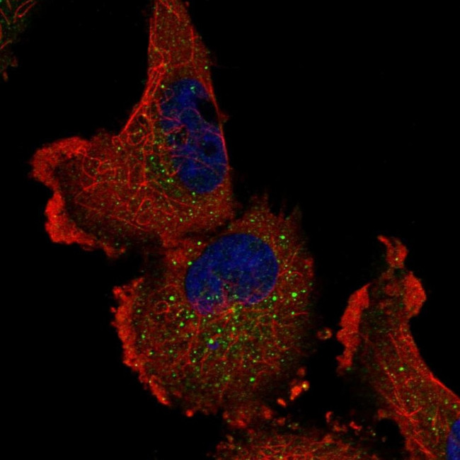 ITPKA Antibody in Immunocytochemistry (ICC/IF)