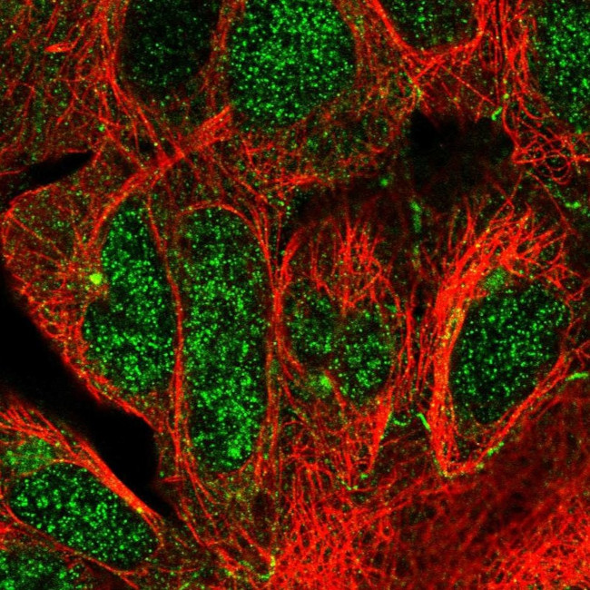 CEP68 Antibody in Immunocytochemistry (ICC/IF)