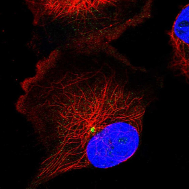 FOPNL Antibody in Immunocytochemistry (ICC/IF)