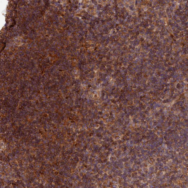 Heme oxygenase 2 Antibody in Immunohistochemistry (Paraffin) (IHC (P))