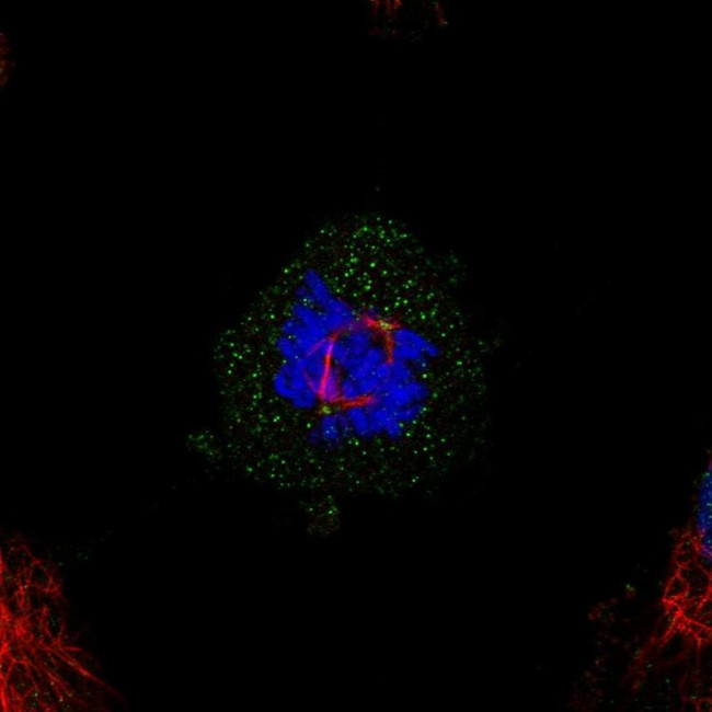 MED20 Antibody in Immunocytochemistry (ICC/IF)