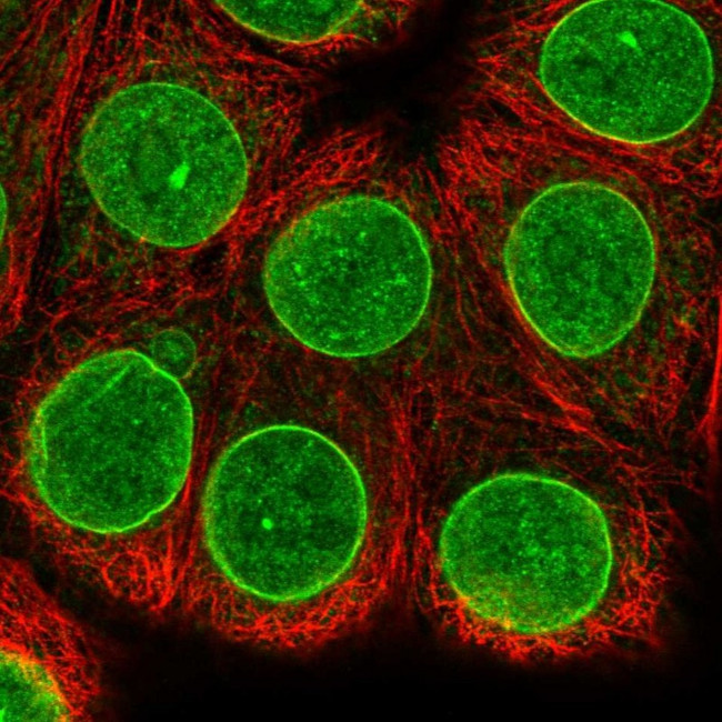 LOC81691 Antibody in Immunocytochemistry (ICC/IF)