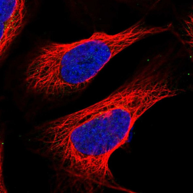 QPCTL Antibody in Immunocytochemistry (ICC/IF)