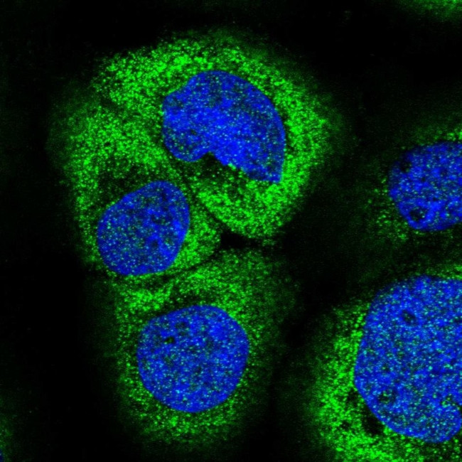 ZC3H7A Antibody in Immunocytochemistry (ICC/IF)