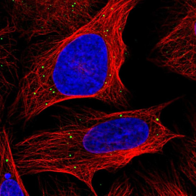 ANKRD2 Antibody in Immunocytochemistry (ICC/IF)