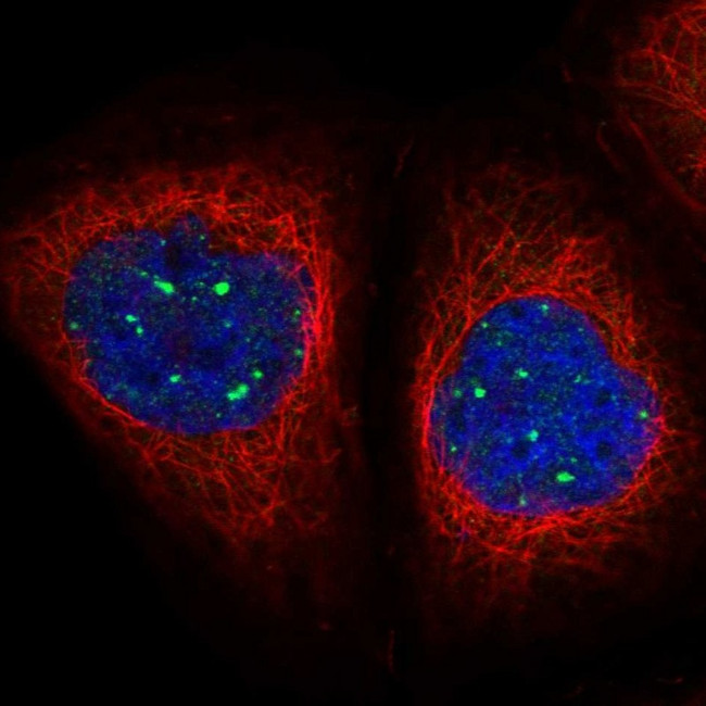 MED19 Antibody in Immunocytochemistry (ICC/IF)