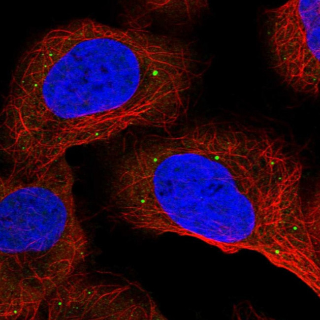 ANKRD2 Antibody in Immunocytochemistry (ICC/IF)