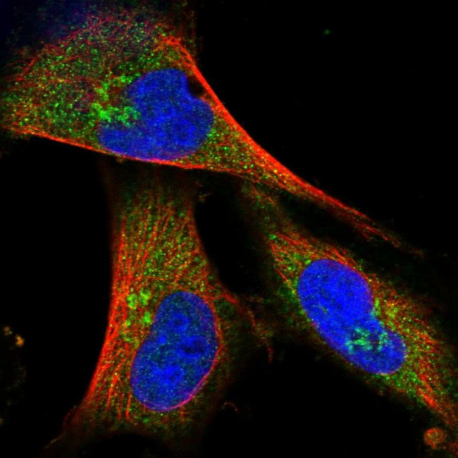 COG4 Antibody in Immunocytochemistry (ICC/IF)