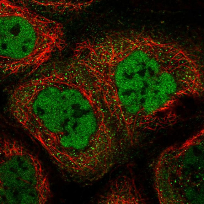 ZC3H4 Antibody in Immunocytochemistry (ICC/IF)