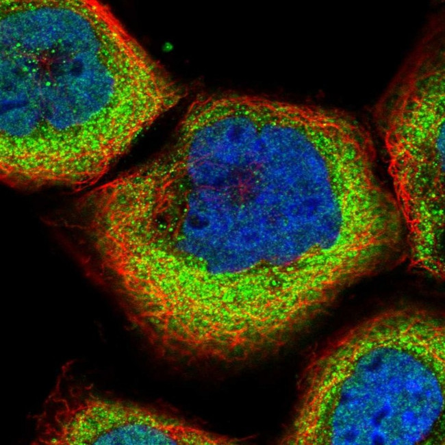 SLC9A5 Antibody in Immunocytochemistry (ICC/IF)