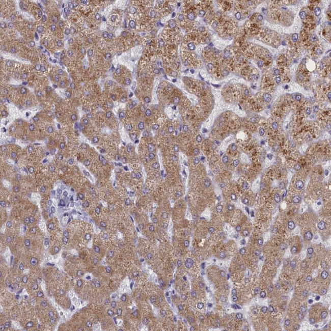 ELOA2 Antibody in Immunohistochemistry (Paraffin) (IHC (P))