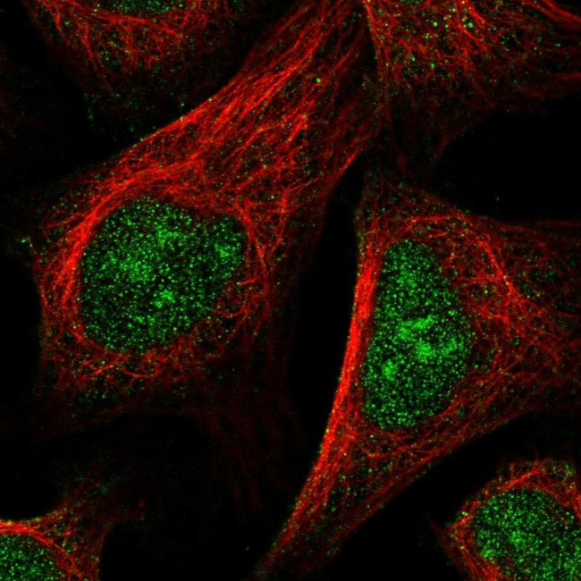 NPM2 Antibody in Immunocytochemistry (ICC/IF)