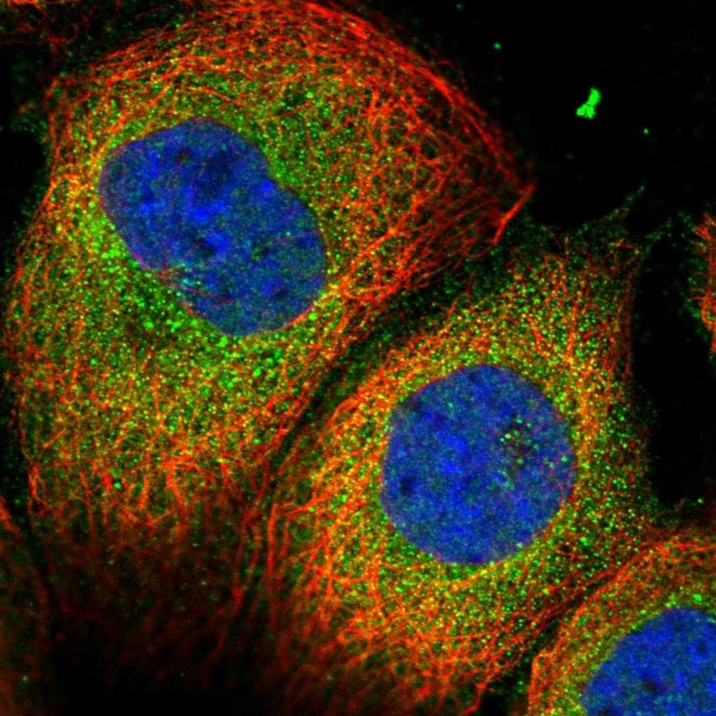 CP045 Antibody in Immunocytochemistry (ICC/IF)