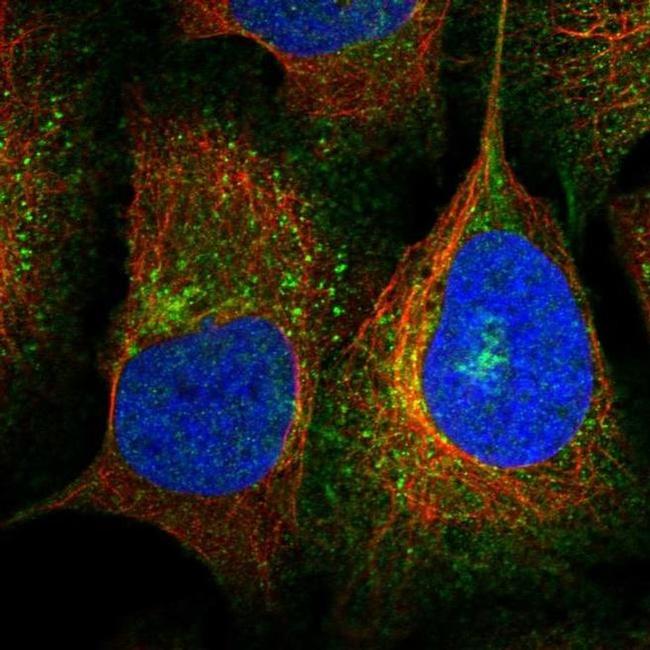 KCC1 Antibody in Immunocytochemistry (ICC/IF)