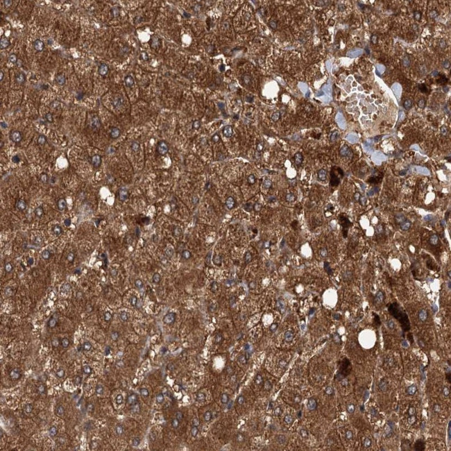 Viperin Antibody in Immunohistochemistry (Paraffin) (IHC (P))