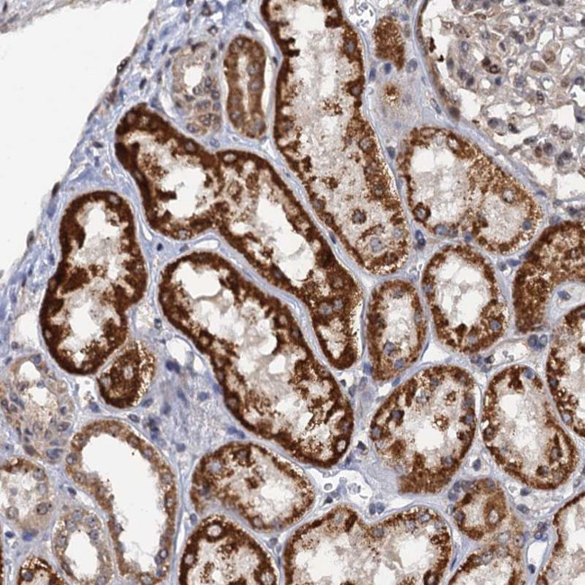 ZAR1L Antibody in Immunohistochemistry (Paraffin) (IHC (P))