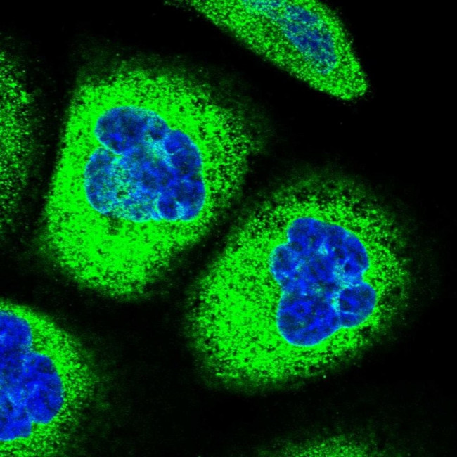 CYP51A1 Antibody in Immunocytochemistry (ICC/IF)