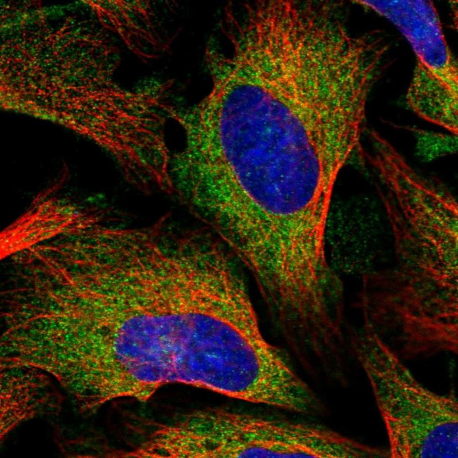 KARS Antibody in Immunocytochemistry (ICC/IF)